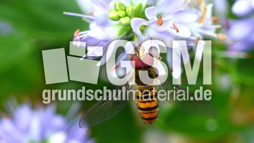 Garten-Schwebfliege (11).jpg